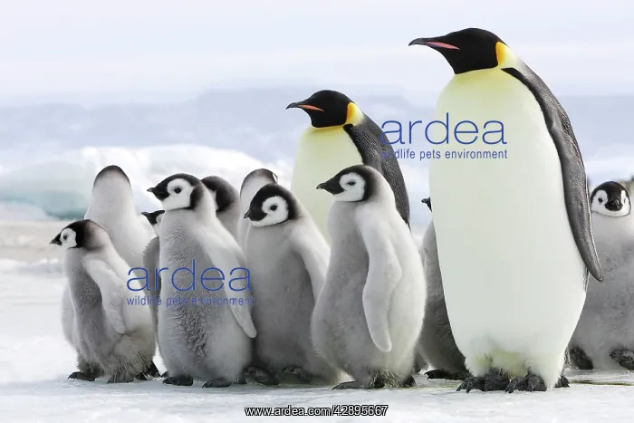 : Emperor Penguin - adults with chicks : Emperor Penguin - adults with chicks