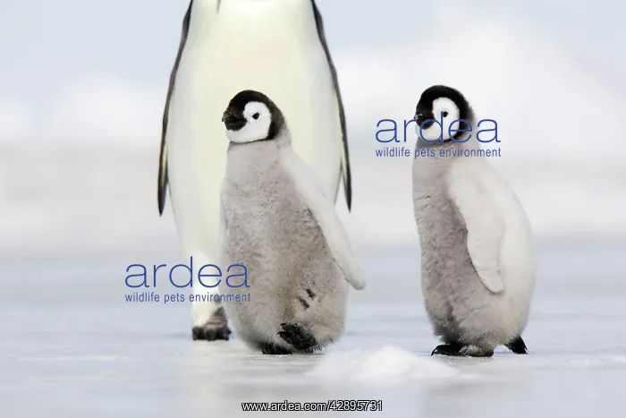 : Emperor Penguin - adults with chicks : Emperor Penguin - adults with chicks