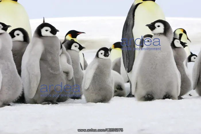 : Emperor Penguin - adults and chicks : Emperor Penguin - adults and chicks