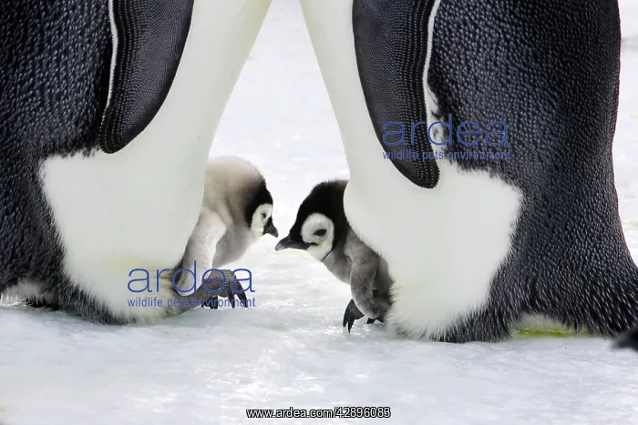 : Emperor Penguin - adults and chicks : Emperor Penguin - adults and chicks
