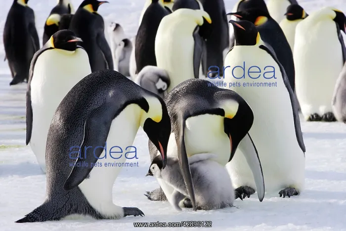 : Emperor Penguin - adults and chicks : Emperor Penguin - adults and chicks
