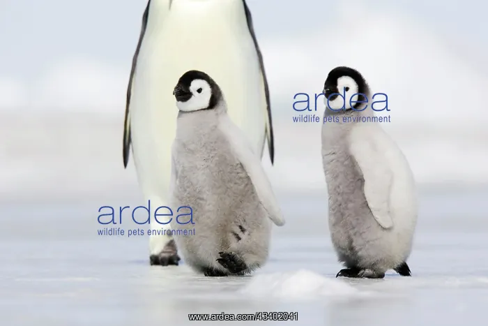 : Emperor Penguin - adults with chicks : Emperor Penguin - adults with chicks
