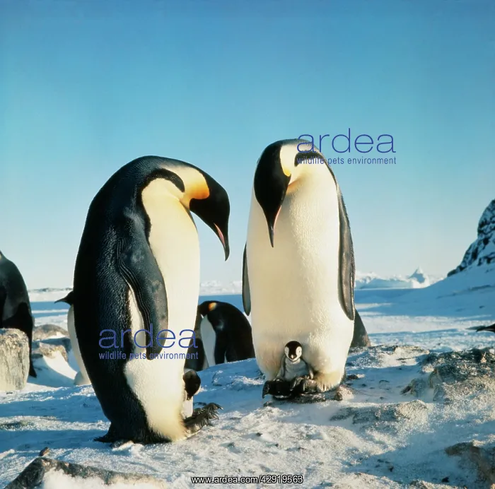 : Emperor PENGUIN - two adults with chicks sitting : Emperor PENGUIN - two adults with chicks sitting
