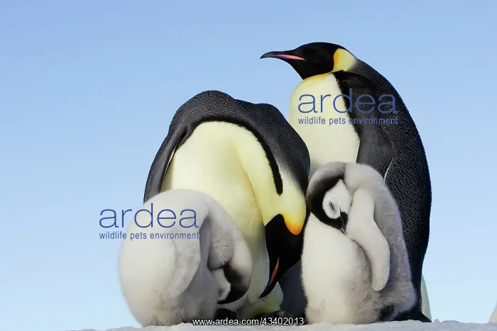 : Emperor Penguin - adults & chicks sleeping : Emperor Penguin - adults & chicks sleeping