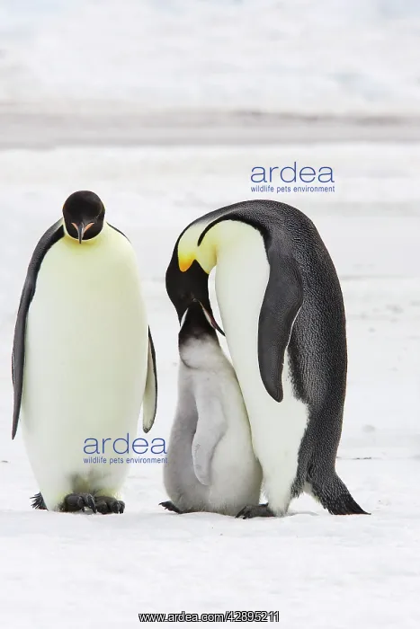 : Emperor Penguin - adults feeding chick : Emperor Penguin - adults feeding chick