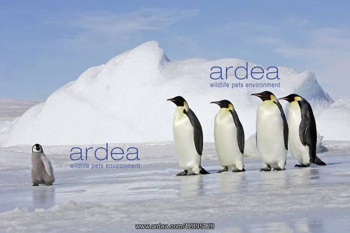 : Emperor Penguin - four adults following chick across ice : Emperor Penguin - four adults following chick across ice