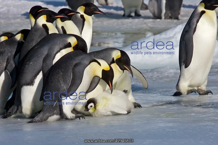 : Emperor Penguin - Adults looking at chick which : Emperor Penguin - Adults looking at chick which