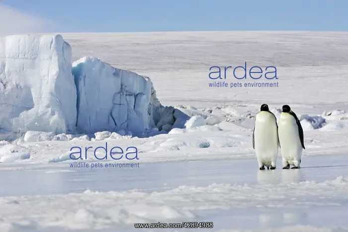 : Emperor Penguin - two adults standing on ice : Emperor Penguin - two adults standing on ice