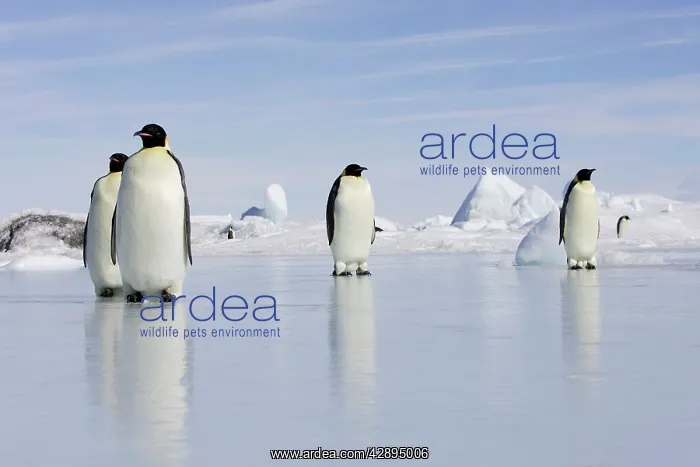 : Emperor Penguin - four adults standing on ice : Emperor Penguin - four adults standing on ice