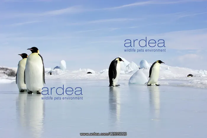 : Emperor Penguin - four adults standing on ice : Emperor Penguin - four adults standing on ice