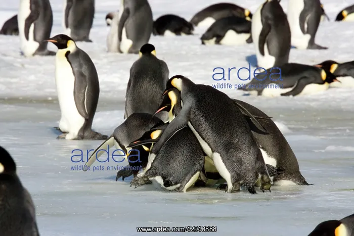 : Emperor Penguin - Adults trying to kidnap a chick : Emperor Penguin - Adults trying to kidnap a chick