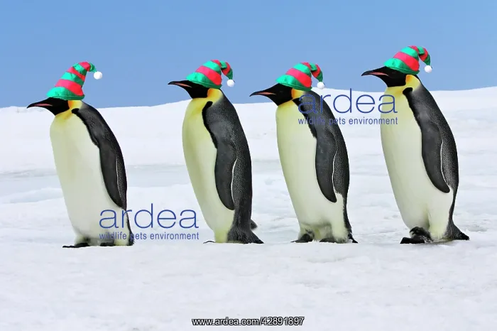 : Emperor Penguin - four adults walking across ice : Emperor Penguin - four adults walking across ice
