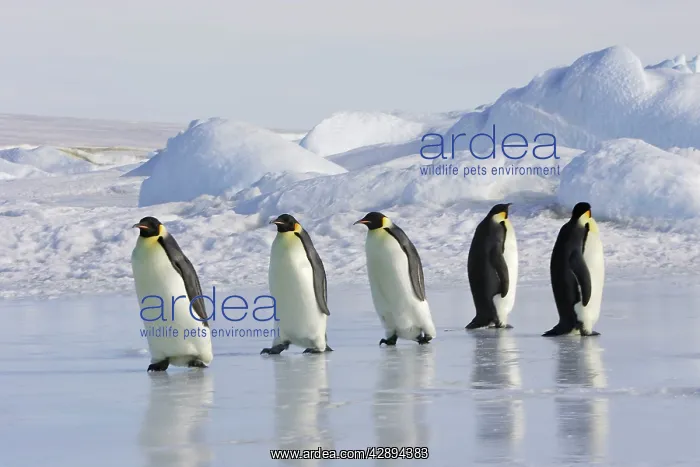 : Emperor Penguin - adults walking across ice : Emperor Penguin - adults walking across ice