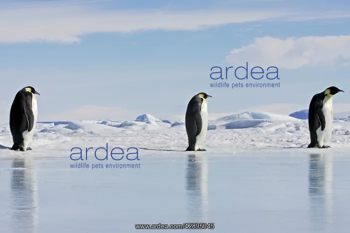 : Emperor Penguin - three adults walking across ice : Emperor Penguin - three adults walking across ice