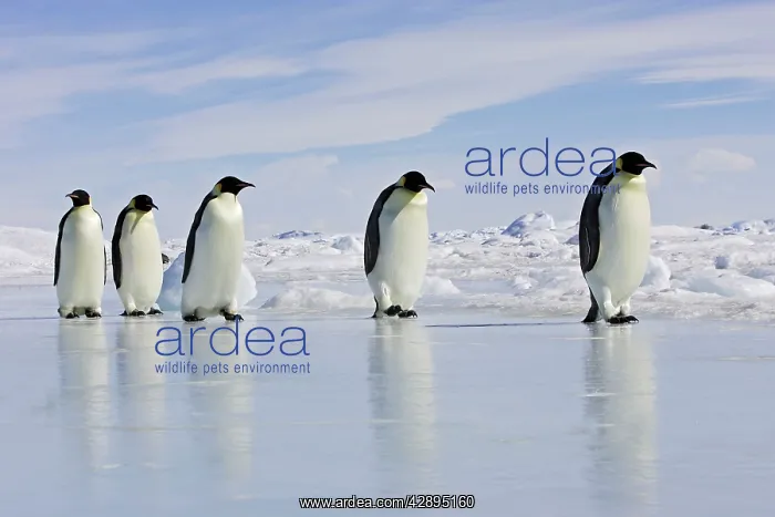 : Emperor Penguin - adults walking across ice : Emperor Penguin - adults walking across ice