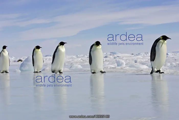 : Emperor Penguin - adults walking across ice : Emperor Penguin - adults walking across ice