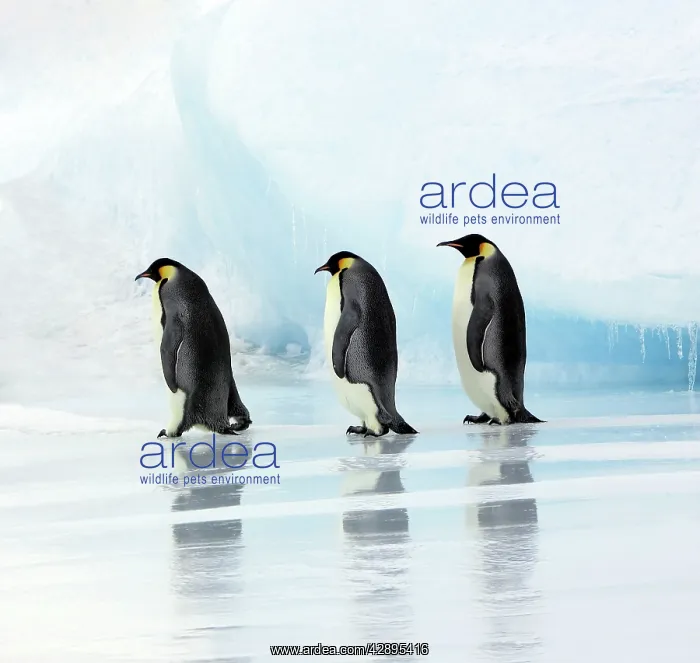 : Emperor Penguin - three adults walking across ice : Emperor Penguin - three adults walking across ice