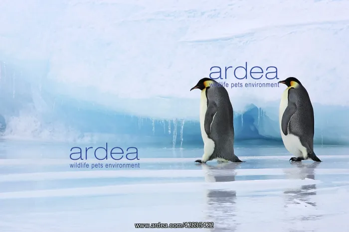 : Emperor Penguin - two adults walking across ice : Emperor Penguin - two adults walking across ice