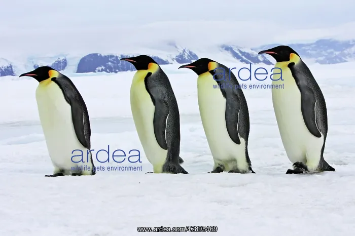  : Emperor Penguin - four adults walking across ice