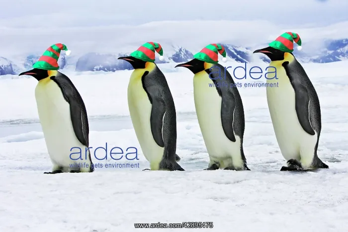 : Emperor Penguin - four adults walking across ice : Emperor Penguin - four adults walking across ice