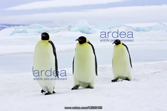 : Emperor Penguin - three adults walking across ice : Emperor Penguin - three adults walking across ice