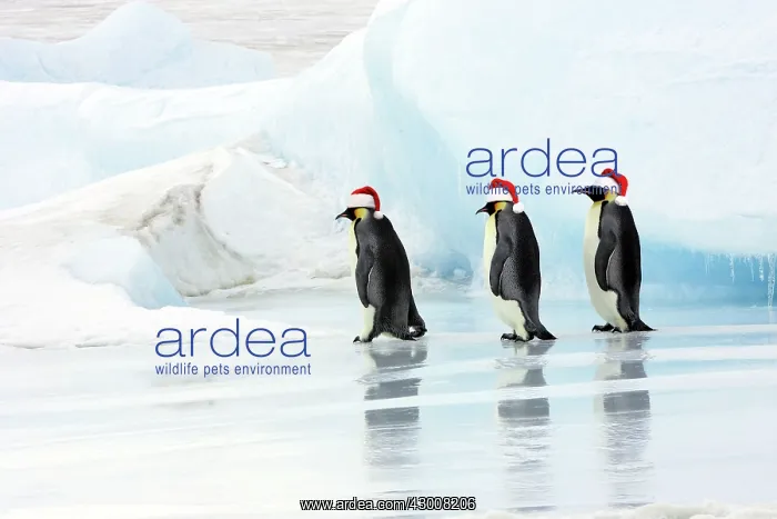  : Emperor Penguin - three adults walking across ice