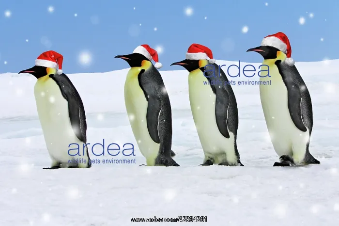  : Emperor Penguin - four adults walking across ice wearing red