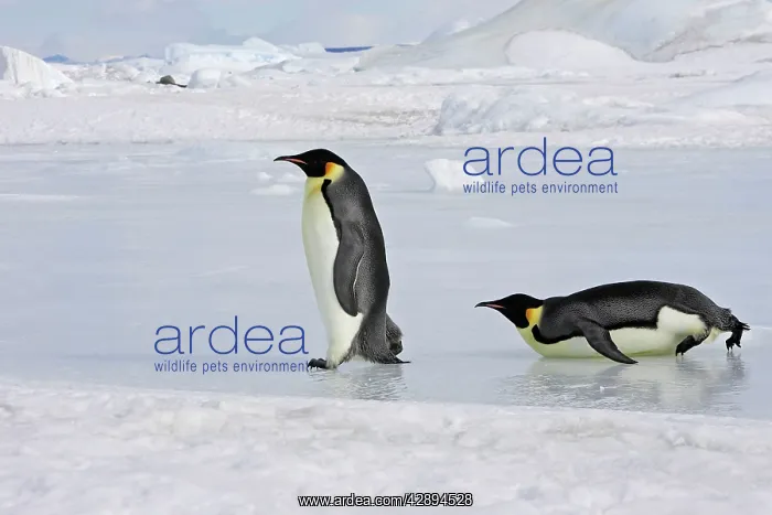 : Emperor Penguin - two adults walking & sliding across ice : Emperor Penguin - two adults walking & sliding across ice