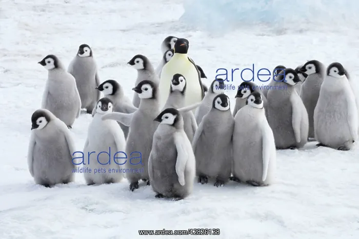 : Emperor Penguin - Adults and Young : Emperor Penguin - Adults and Young
