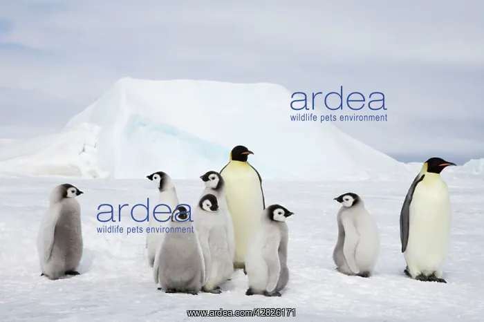 : Emperor Penguin - Adults and Young : Emperor Penguin - Adults and Young