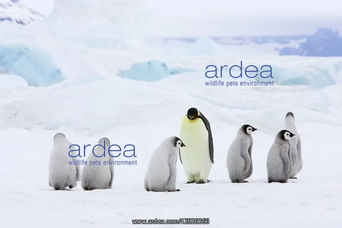: Emperor Penguin - Adults and Young Crossing Sea Ice : Emperor Penguin - Adults and Young Crossing Sea Ice