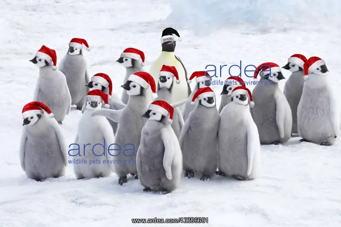  : Emperor Penguin, Adults and Young wearing Christ