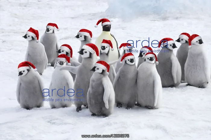 : Emperor Penguin, Adults and Young wearing Christmas : Emperor Penguin, Adults and Young wearing Christmas