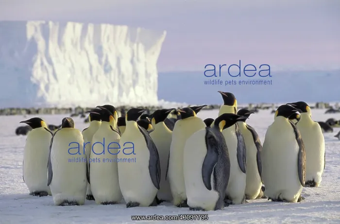 : Emperor penguin. Antarctica : Emperor penguin. Antarctica
