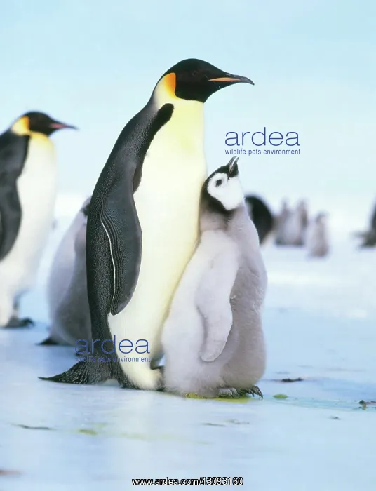 : Emperor penguin (Aptenodytes forsteri) : Emperor penguin (Aptenodytes forsteri)