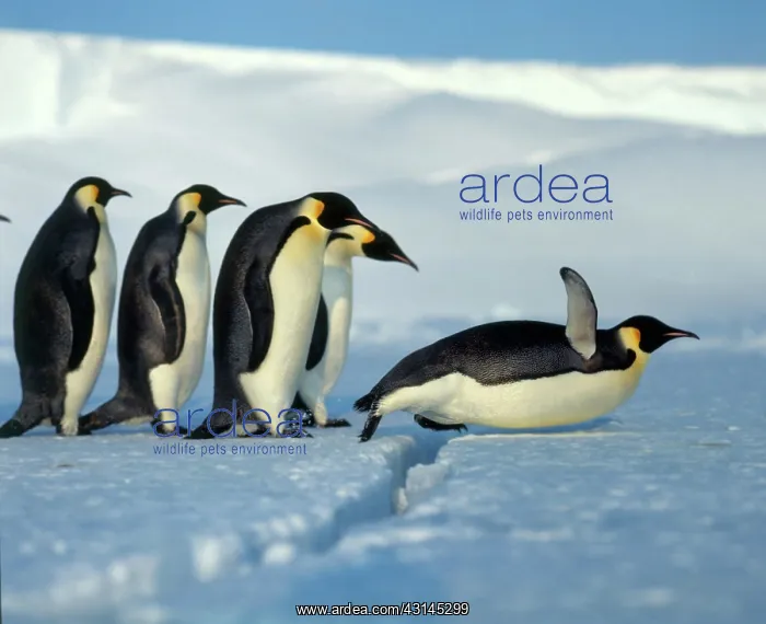 : Emperor penguin (Aptenodytes forsteri) : Emperor penguin (Aptenodytes forsteri)