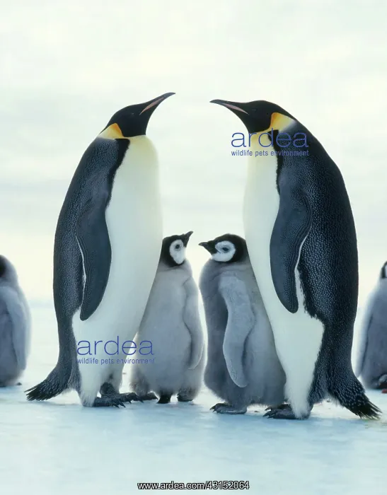 : Emperor penguin (Aptenodytes forsteri) : Emperor penguin (Aptenodytes forsteri)