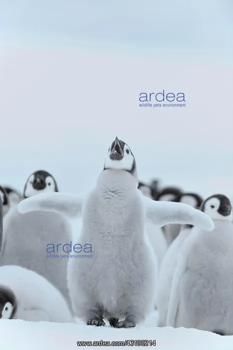 : Emperor penguin (Aptenodytes forsteri), Chick Spreading : Emperor penguin (Aptenodytes forsteri), Chick Spreading