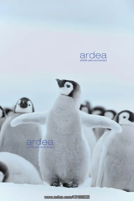 : Emperor penguin (Aptenodytes forsteri), Chick Spreading : Emperor penguin (Aptenodytes forsteri), Chick Spreading