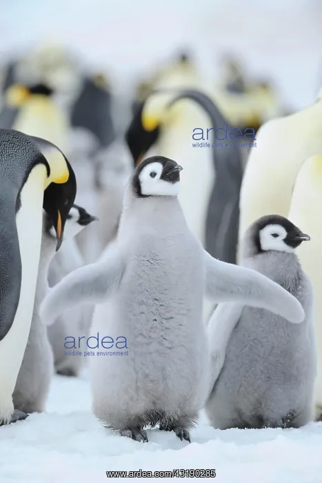 : Emperor penguin (Aptenodytes forsteri), Chick Spreading : Emperor penguin (Aptenodytes forsteri), Chick Spreading