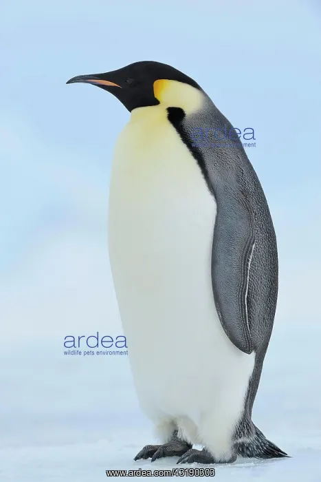 : Emperor penguin (Aptenodytes forsteri), Adult, Snow : Emperor penguin (Aptenodytes forsteri), Adult, Snow