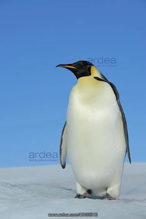: Emperor penguin (Aptenodytes forsteri), Adult, Snow : Emperor penguin (Aptenodytes forsteri), Adult, Snow