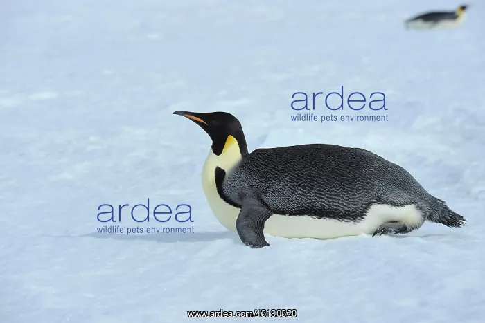 : Emperor penguin (Aptenodytes forsteri), Adult Lying : Emperor penguin (Aptenodytes forsteri), Adult Lying