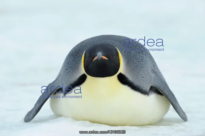 : Emperor penguin (Aptenodytes forsteri), Adult Lying : Emperor penguin (Aptenodytes forsteri), Adult Lying