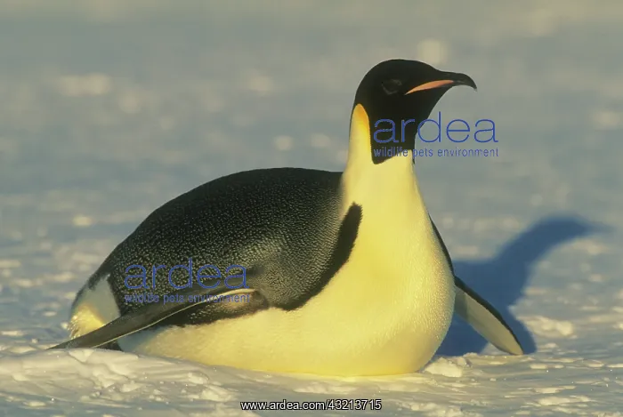 : Emperor Penguin, (Aptenodytes forsteri) : Emperor Penguin, (Aptenodytes forsteri)