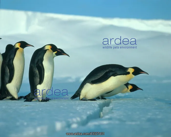 : Emperor penguin (Aptenodytes forsteri) : Emperor penguin (Aptenodytes forsteri)