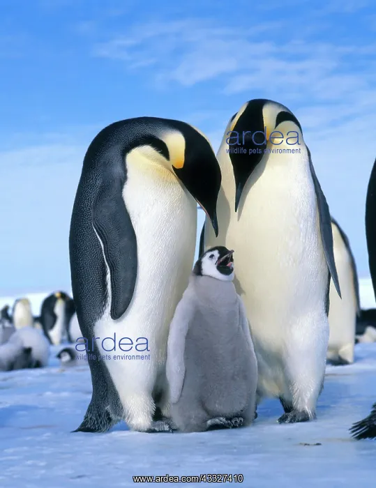: Emperor penguin (Aptenodytes forsteri) : Emperor penguin (Aptenodytes forsteri)