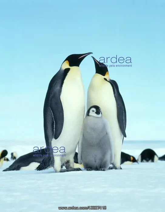 : Emperor penguin (Aptenodytes forsteri) : Emperor penguin (Aptenodytes forsteri)