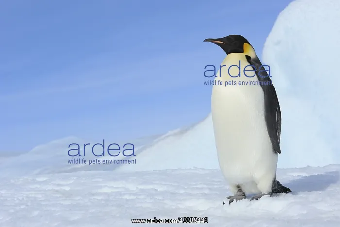 : Emperor penguin (Aptenodytes forsteri), Adult, Snow : Emperor penguin (Aptenodytes forsteri), Adult, Snow
