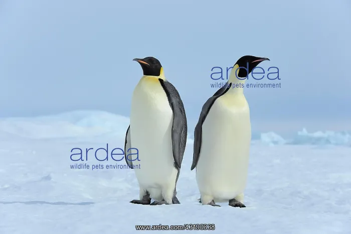  : Emperor penguin (Aptenodytes forsteri), Two Adults